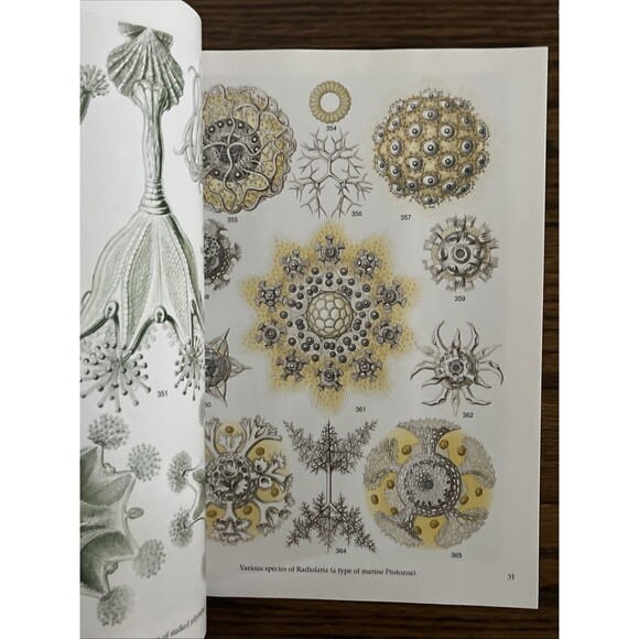 Haeckel's Art Forms from Nature Paperback Ernst Haeckel CD Rom - Picture 2 of 3